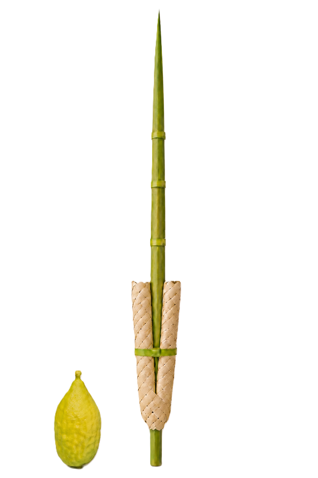 Lulav and esrog with koishekal and rings