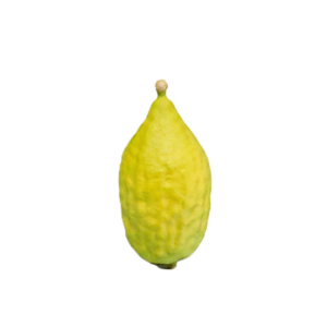 Moroccan Esrog With Pitum