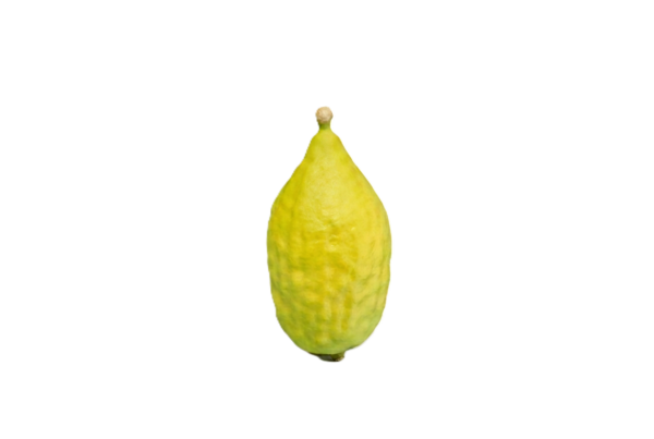 Moroccan Esrog With Pitum