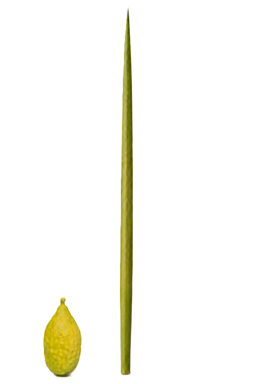 Lulav and esrog
